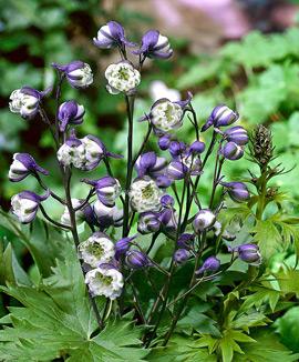 Tvåfärgad stor riddarsporre