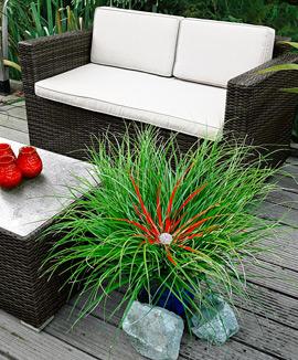 Fascicularia bicolor