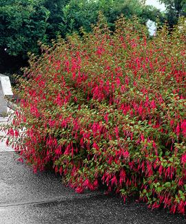 Fuchsia 'Riccartonii'