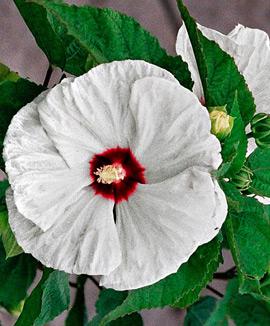 Prakthibiskus 'Old Yella'