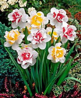 Narcisser 'Perfect Match'