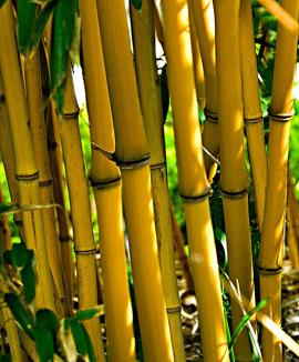 Bambu 'Aurea'