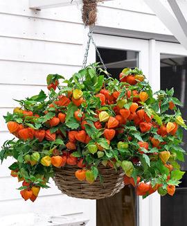 Judekörs 'Halloween Queen'