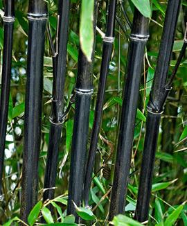 Bambu 'Nigra'