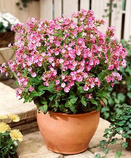 Glim  'Rollies Favorite'