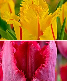 Kollektion med tulpaner