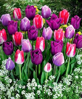 Tulpaner 'Kisses of Spring' Mix