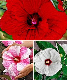 Kollektion med Prakthibiskusar