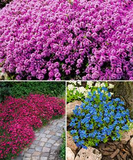 Kollektion med marktäckare