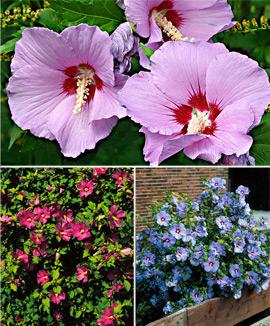 Kollektion med hibiskus