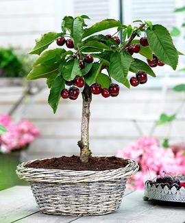 'Körsbärs-bonsai'
