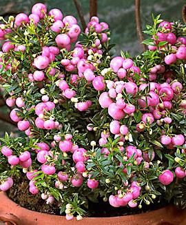 Bärljung 'Pink Pearl'