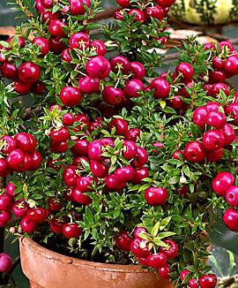 Bärljung 'Royal Red'