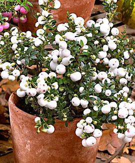 Bärljung 'White Pearl'