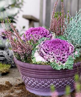 Överraskande hösttrio