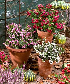 Kollektion med Bärljung