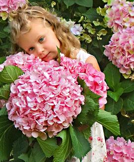 Hortensia 'Pink Big Head'