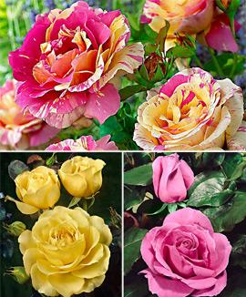 Kollektion med storblomstrande rosor