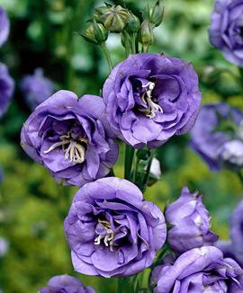 Dubbelblommig storklocka