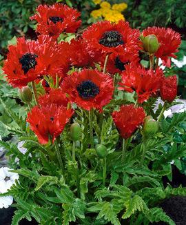 Jättevallmo 'Türkenlouis'