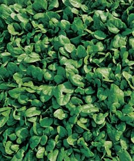 Spenat 'Campania F:1 hybrid'