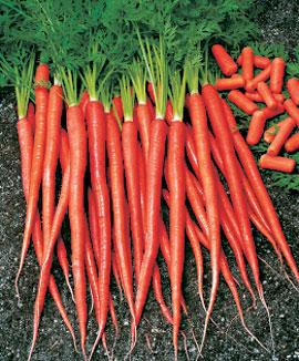 Sommarmorötter 'Ibiza' F:1 hybrid