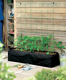 Patioväxtlåda för tomater och klätterväxter