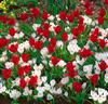 Tulpaner 'Scarlet Baby' + Vita krokusar'