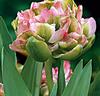 Tulpaner 'Greenland Peony'®