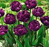 Tulpaner 'Royal Acres'®