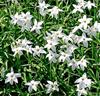 Ipheion uniflorum 'White Star'®