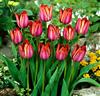 Tulpaner 'Bruine Wimpel'®