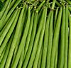 Haricot verts 'Atlantide'