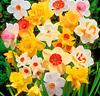 Narcisser Mix