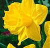 Narcisser 'Dutch Master'