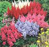 Astilbe Mix
