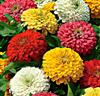 Zinnia elegans 'Zesty' Mix