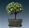 Bonsai 'Serissa foetida'