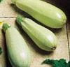 Courgette 'Long White Bush' F:1 hybrid