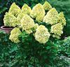 Hortensia 'Limelight'