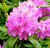 Rhododendron 'Catawbiense'