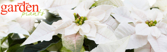 Röda julstjärnor org:/banners-teasers/teasers/teaser-774px/autumn-standard/HG-internationaal.jpg