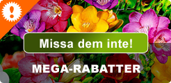 specialerbjudanden på blomsterlökar, plantor, trädgårdsaccessoarer