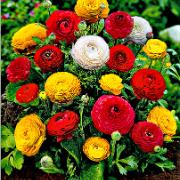 Ranunkel Mix (Bukettranunkel)