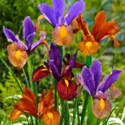 Holländsk Iris 'Tiger Mix'