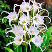 Spindellilja 'Zwanenburg'