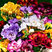 Dubbelblommiga Fresior Mix