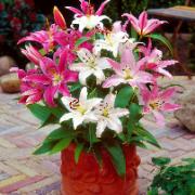 Orientaliska liljor Mix