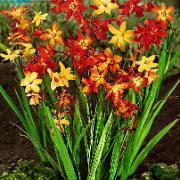Montbretia Mix