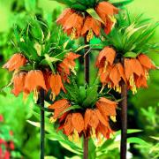 Kejsarkrona 'Red Crown'